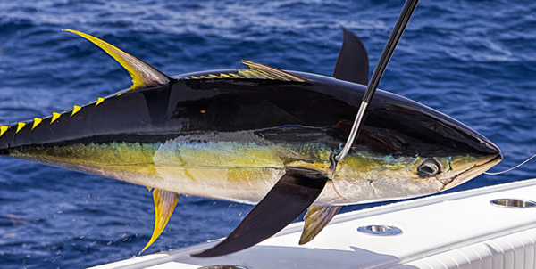 YellowFinCuracao3