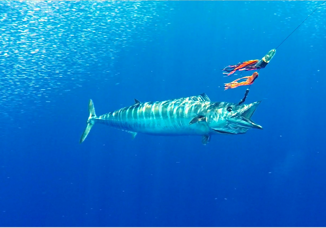 Wahoo Vissen Fish Charter Curacao